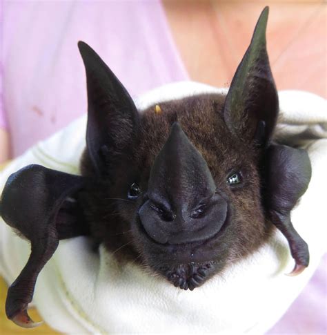 cute bat nose